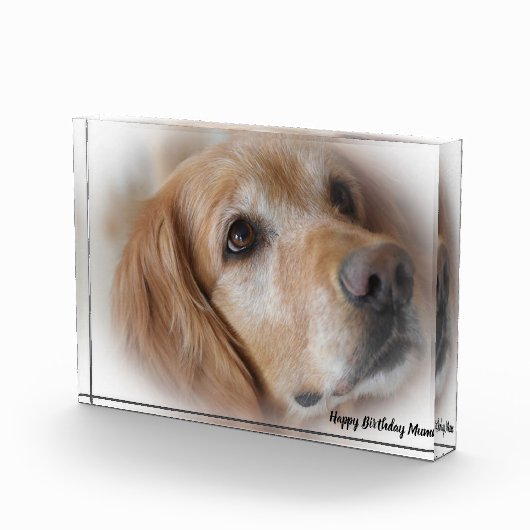 Golden Retriever. Fotoblock (Rechts)