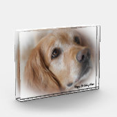 Golden Retriever. Fotoblock (Links)