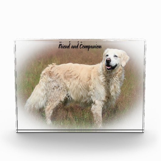 Golden Retriever. Fotoblock (Vorderseite)