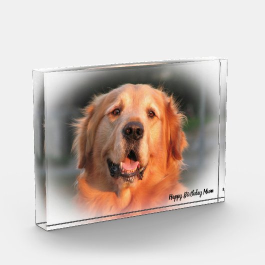 Golden Retriever. Fotoblock (Links)