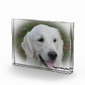 Golden Retriever. Fotoblock (Rechts)