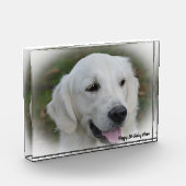 Golden Retriever. Fotoblock (Links)