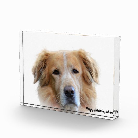 Golden Retriever. Fotoblock (Rechts)