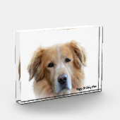 Golden Retriever. Fotoblock (Links)