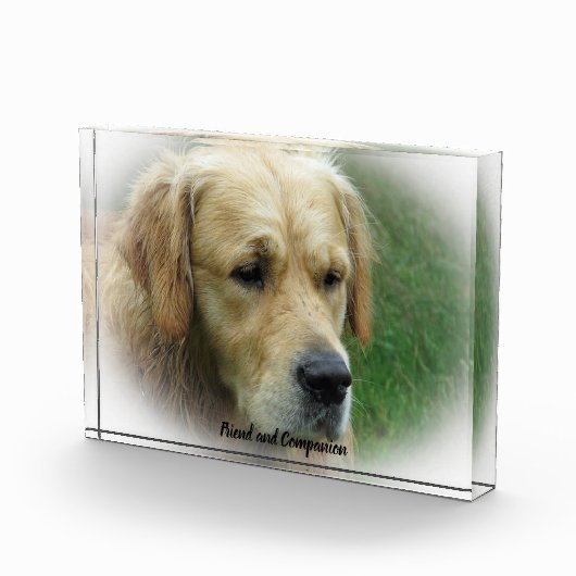 Golden Retriever. Fotoblock (Rechts)
