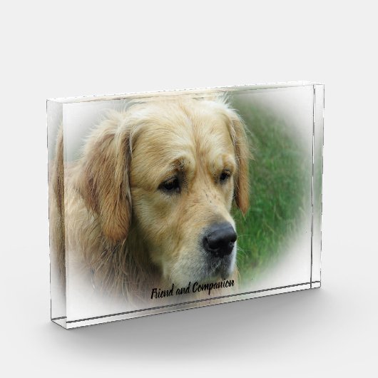 Golden Retriever. Fotoblock (Links)