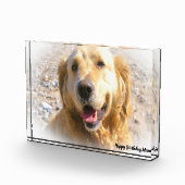 Golden Retriever. Fotoblock (Rechts)