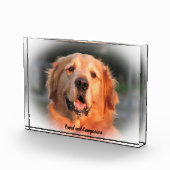Golden Retriever. Fotoblock (Rechts)