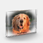 Golden Retriever. Fotoblock (Links)