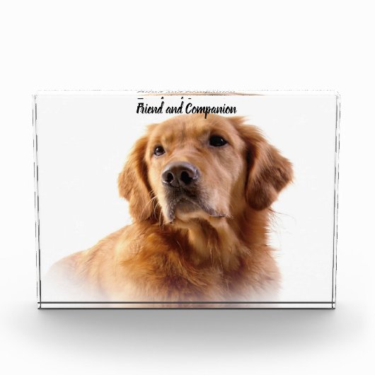 Golden Retriever. Fotoblock (Vorderseite)