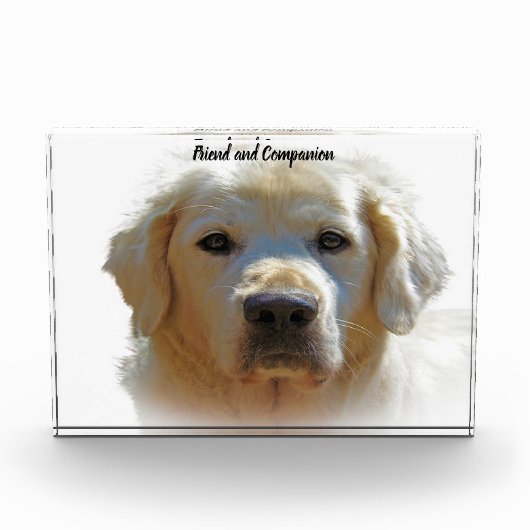 Golden Retriever. Fotoblock (Vorderseite)
