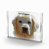 Golden Retriever. Fotoblock (Rechts)