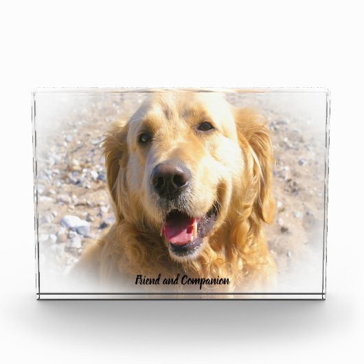Golden Retriever. Fotoblock (Vorderseite)