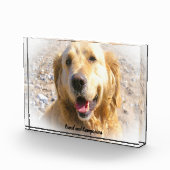 Golden Retriever. Fotoblock (Rechts)