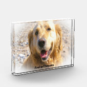 Golden Retriever. Fotoblock (Links)