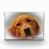Golden Retriever. Fotoblock (Vorderseite)