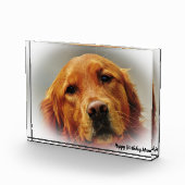 Golden Retriever. Fotoblock (Rechts)