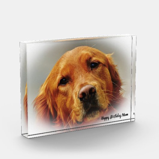 Golden Retriever. Fotoblock (Links)