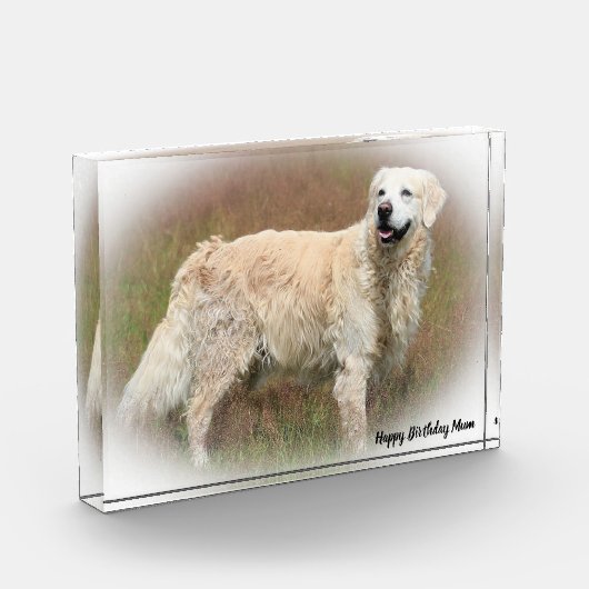 Golden Retriever. Fotoblock (Links)