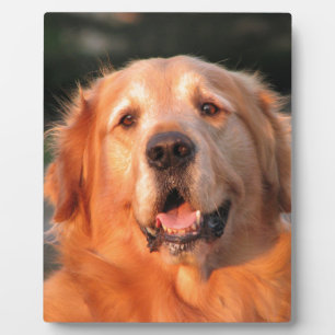 Golden Retriever Fotoplatte
