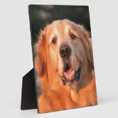 Golden Retriever Fotoplatte (Seite)