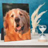 Golden Retriever Fotoplatte (Seite)