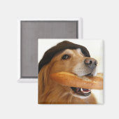Golden Retriever Französisches Brot Magnet (Vorderseite/Rückseite)