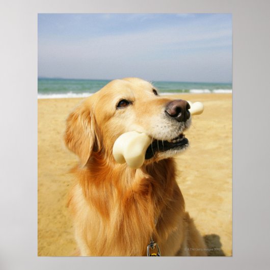 Golden Retriever fressen Knochen Poster (Vorne)