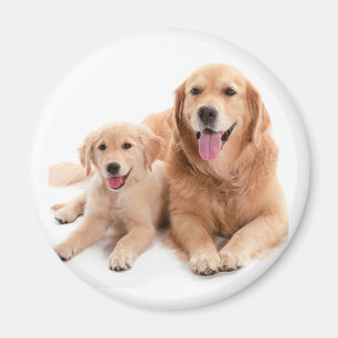 Golden retriever-Freunde Magnet