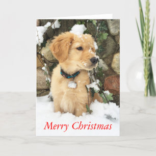 Golden Retriever, Frohe Weihnachten