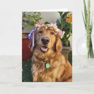 Golden Retriever Frühling oder Alltags Karte