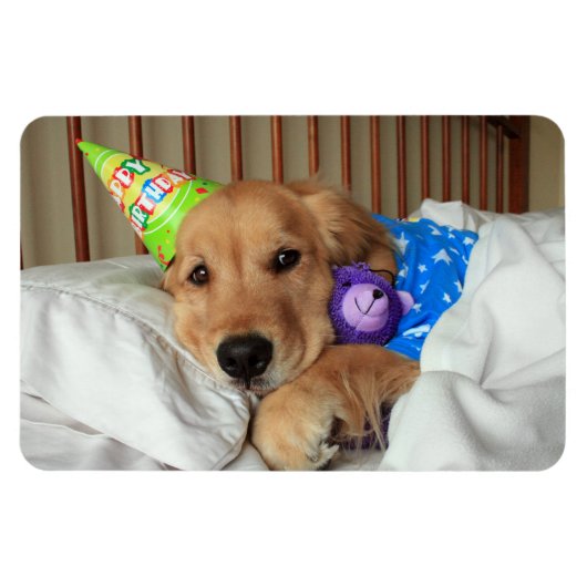 Golden Retriever Geburtstag Magnet (Horizontal)