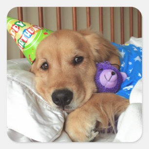 Golden Retriever Geburtstag Quadratischer Aufkleber