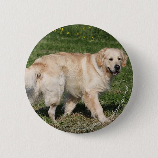 Golden retriever-Gehen Button (Vorderseite)