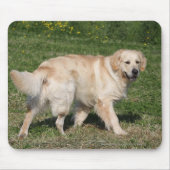 Golden retriever-Gehen Mousepad (Vorne)