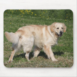 Golden retriever-Gehen Mousepad