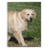 Golden retriever-Gehen Notizblock (Vorderseite)