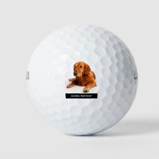 Golden Retriever Golfball (Vorderseite)