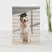 Golden Retriever Graduate on Brick