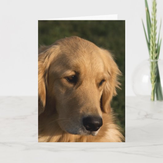 Golden Retriever Head Shooting Mitteilungskarten (Vorderseite)