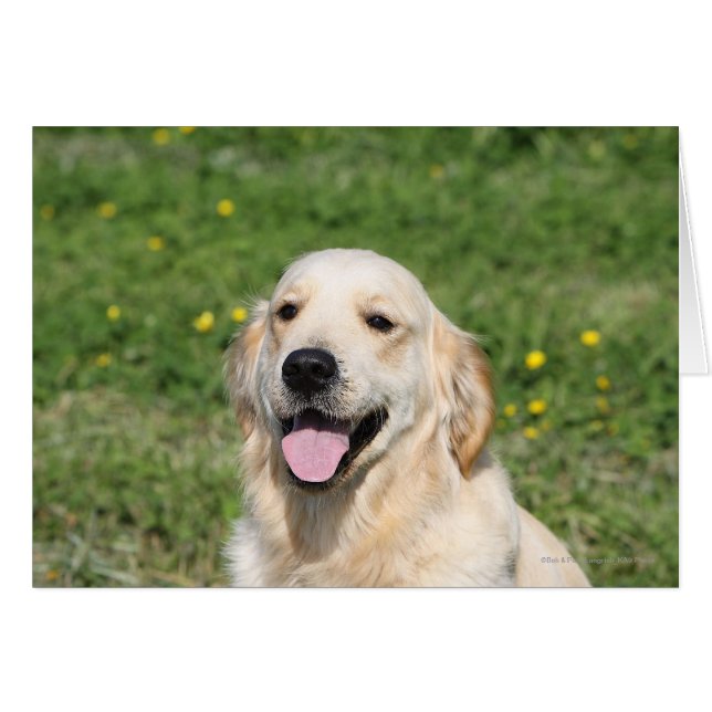 Golden Retriever Headshot 1 (Vorderseite (Horizontal))