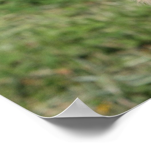 Golden Retriever Headshot 1 Poster (Ecke)