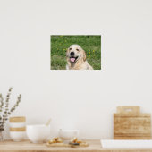 Golden Retriever Headshot 1 Poster (Küche)