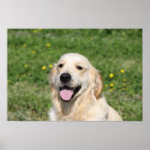Golden Retriever Headshot 1 Poster (Vorne)
