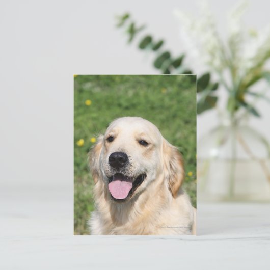 Golden Retriever Headshot 1 Postkarte (Stehend Vorderseite)