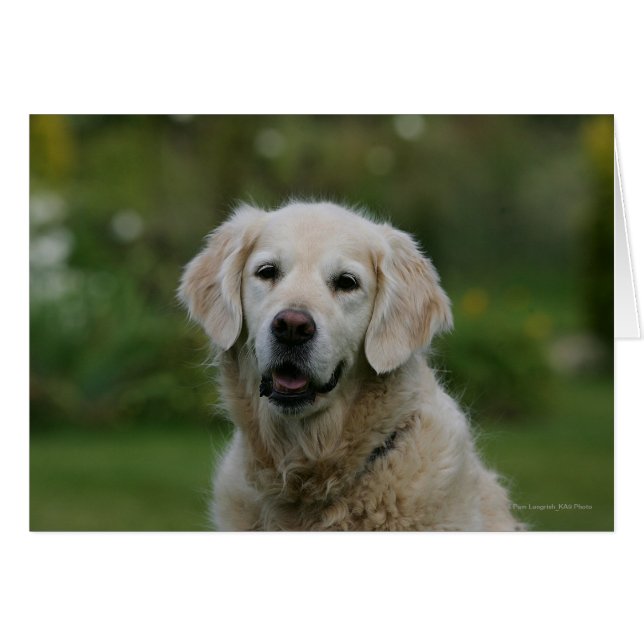 Golden Retriever Headshot 2 (Vorderseite (Horizontal))