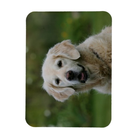 Golden Retriever Headshot 2 Magnet (Vertikal)