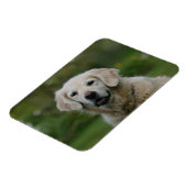 Golden Retriever Headshot 2 Magnet (Linke Seite)