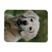 Golden Retriever Headshot 2 Magnet (Horizontal)