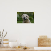 Golden Retriever Headshot 2 Poster (Küche)